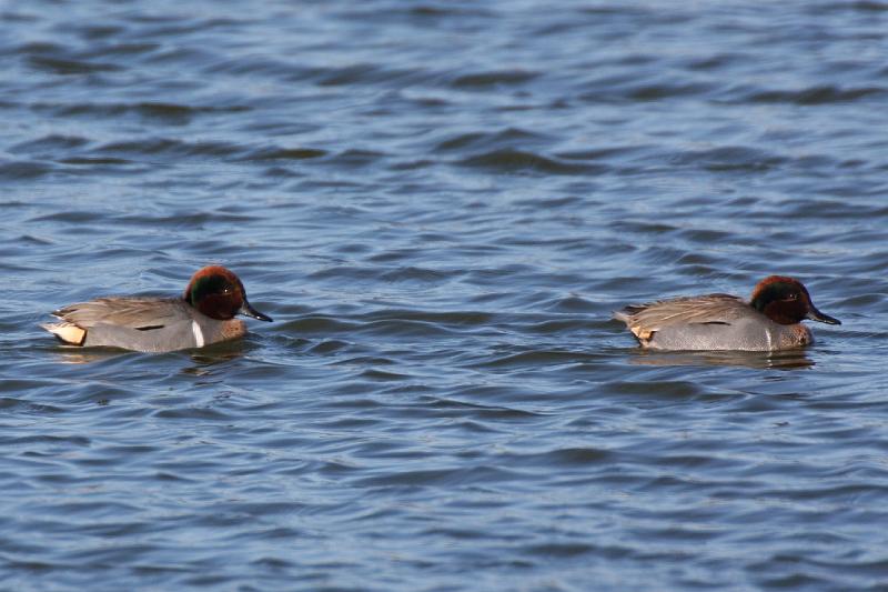 Green-winged Teal 011109 050.jpg